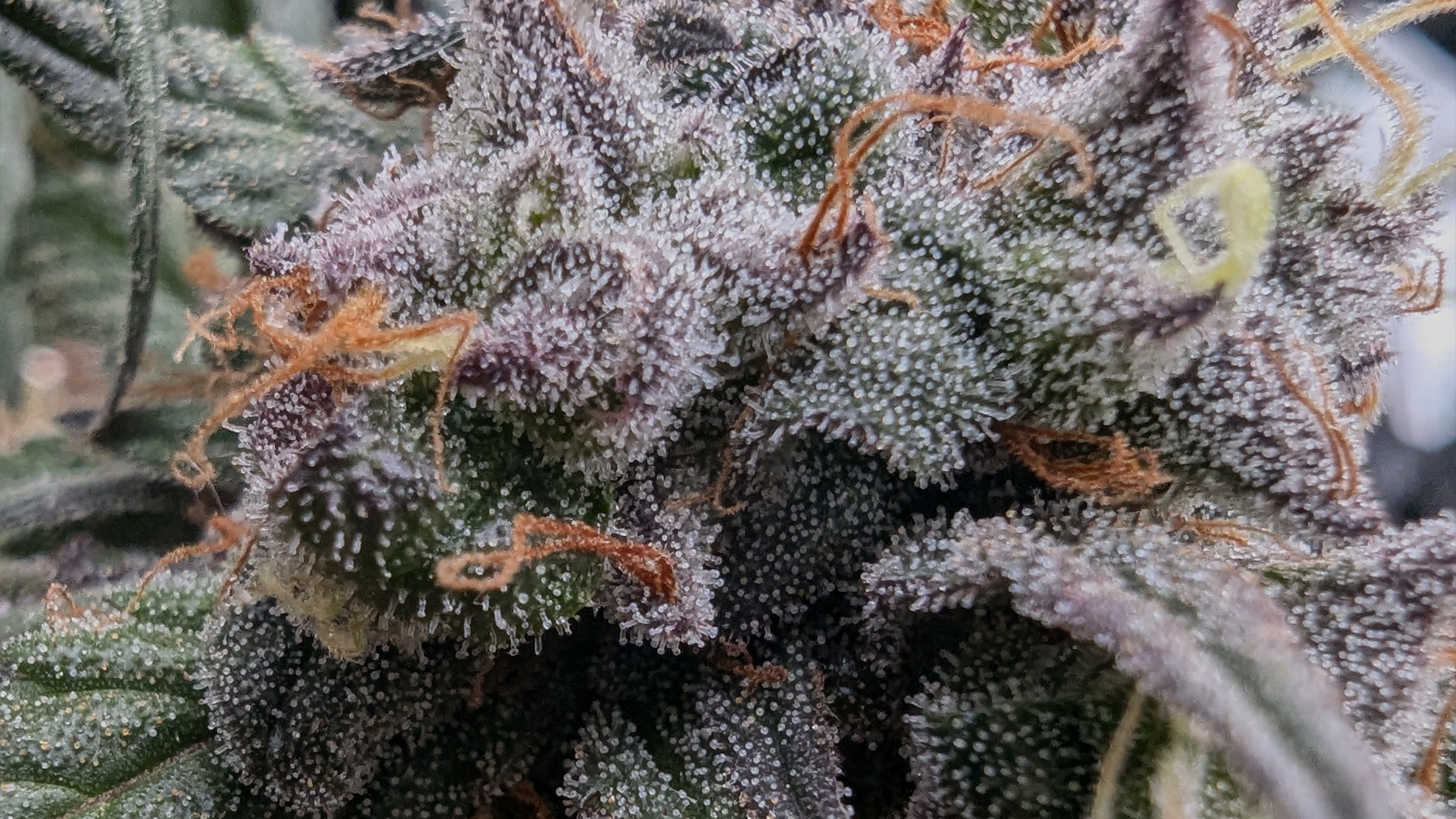 Fruity_BS_BK