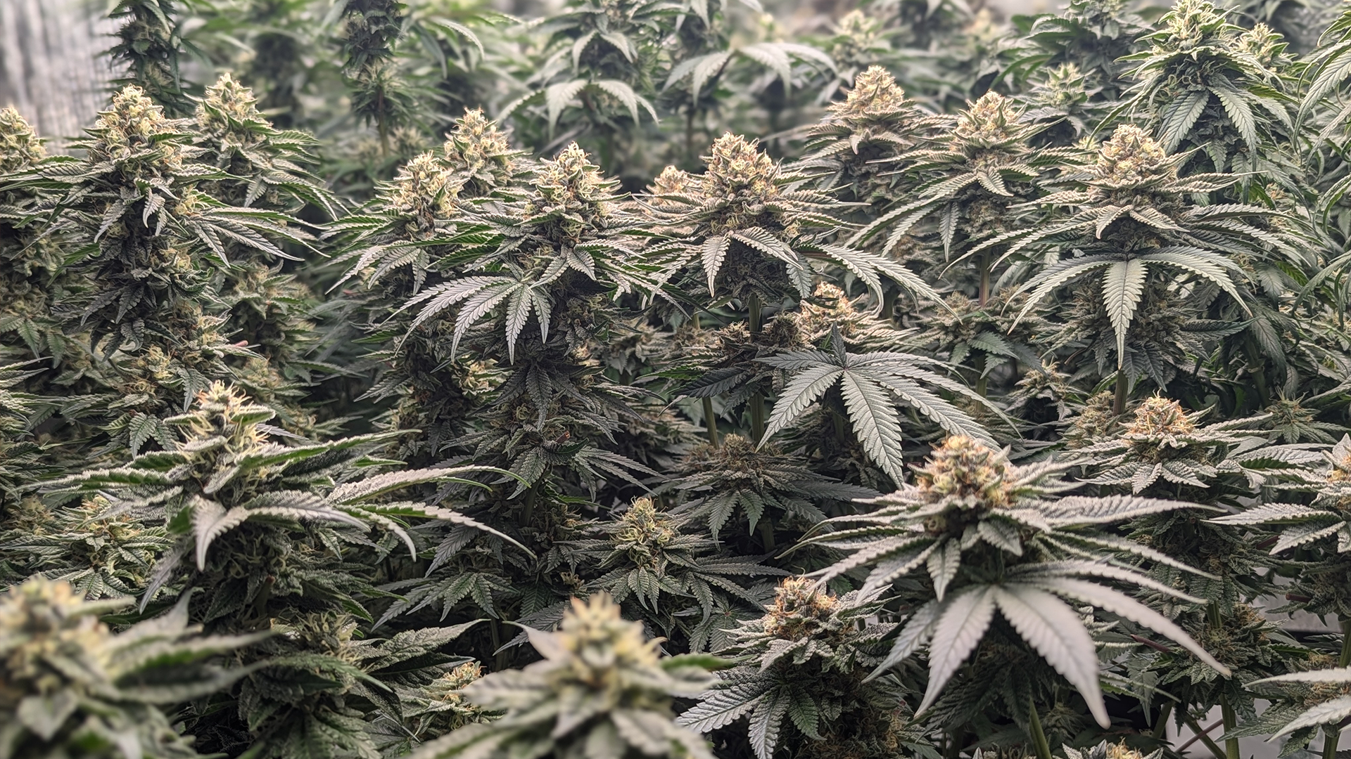 Indoor_bk
